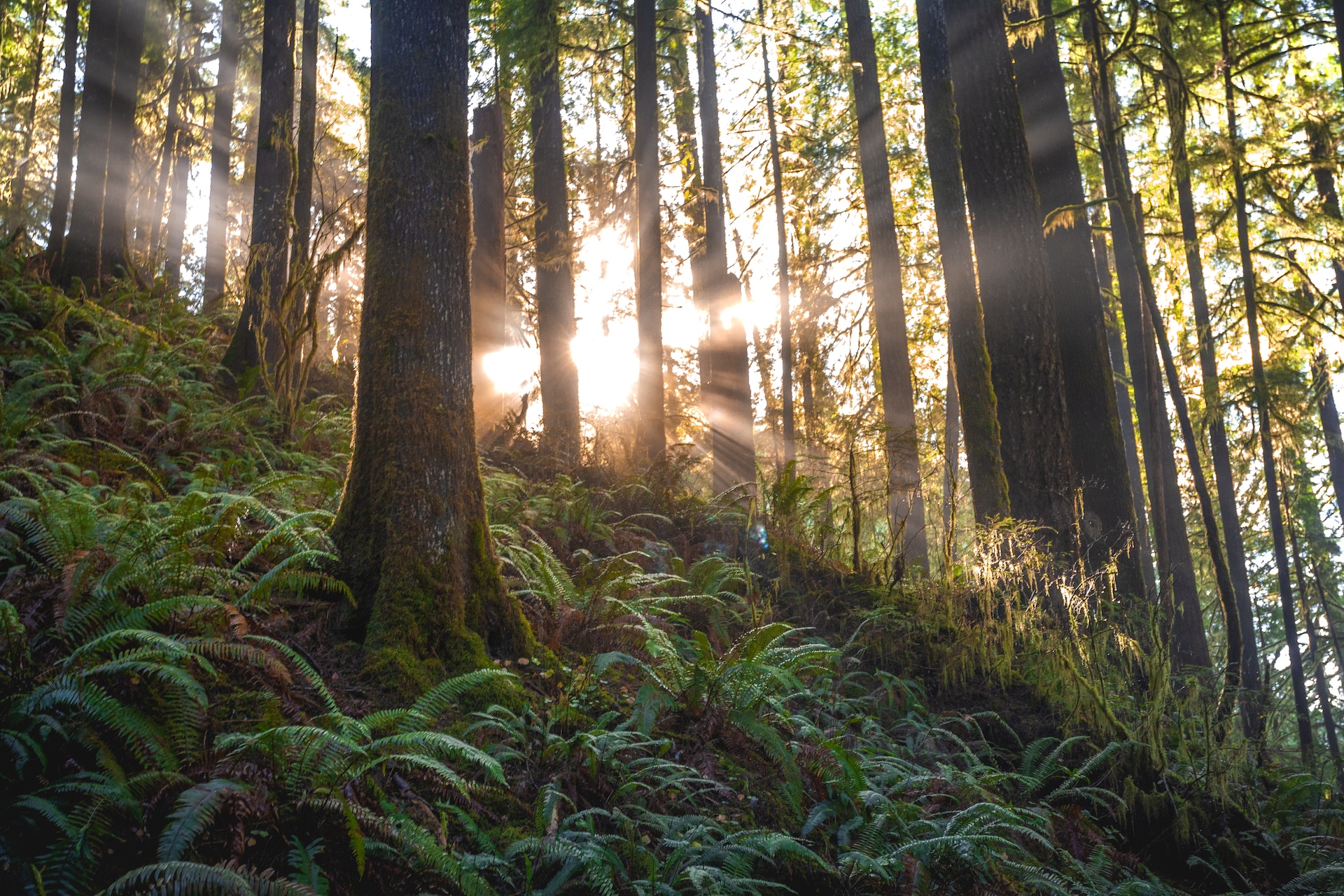 scenic-photo-of-forest-with-sunlight