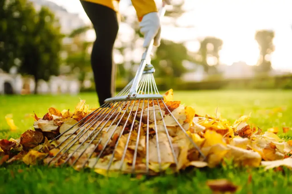 person raking yellow autumn leaves into a pile