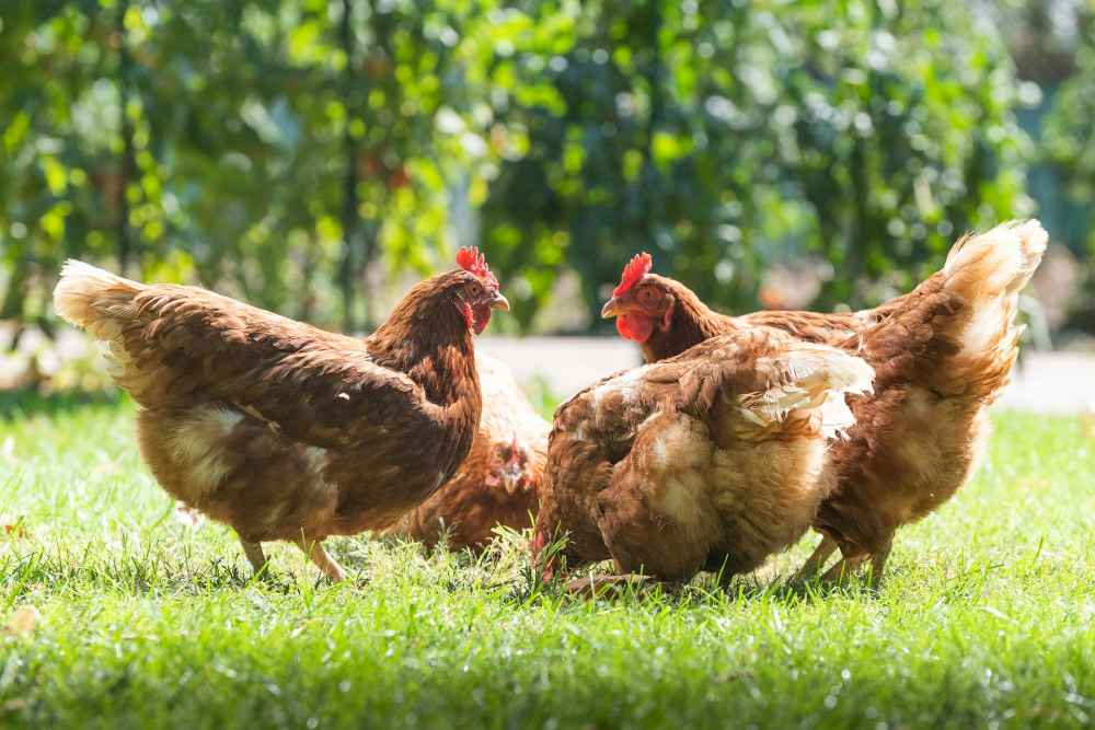 The Benefits of Backyard Chickens