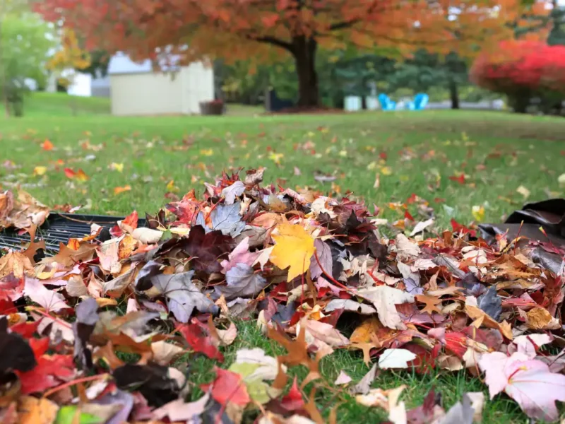 colorful autumn leaves piled on grass in backyard