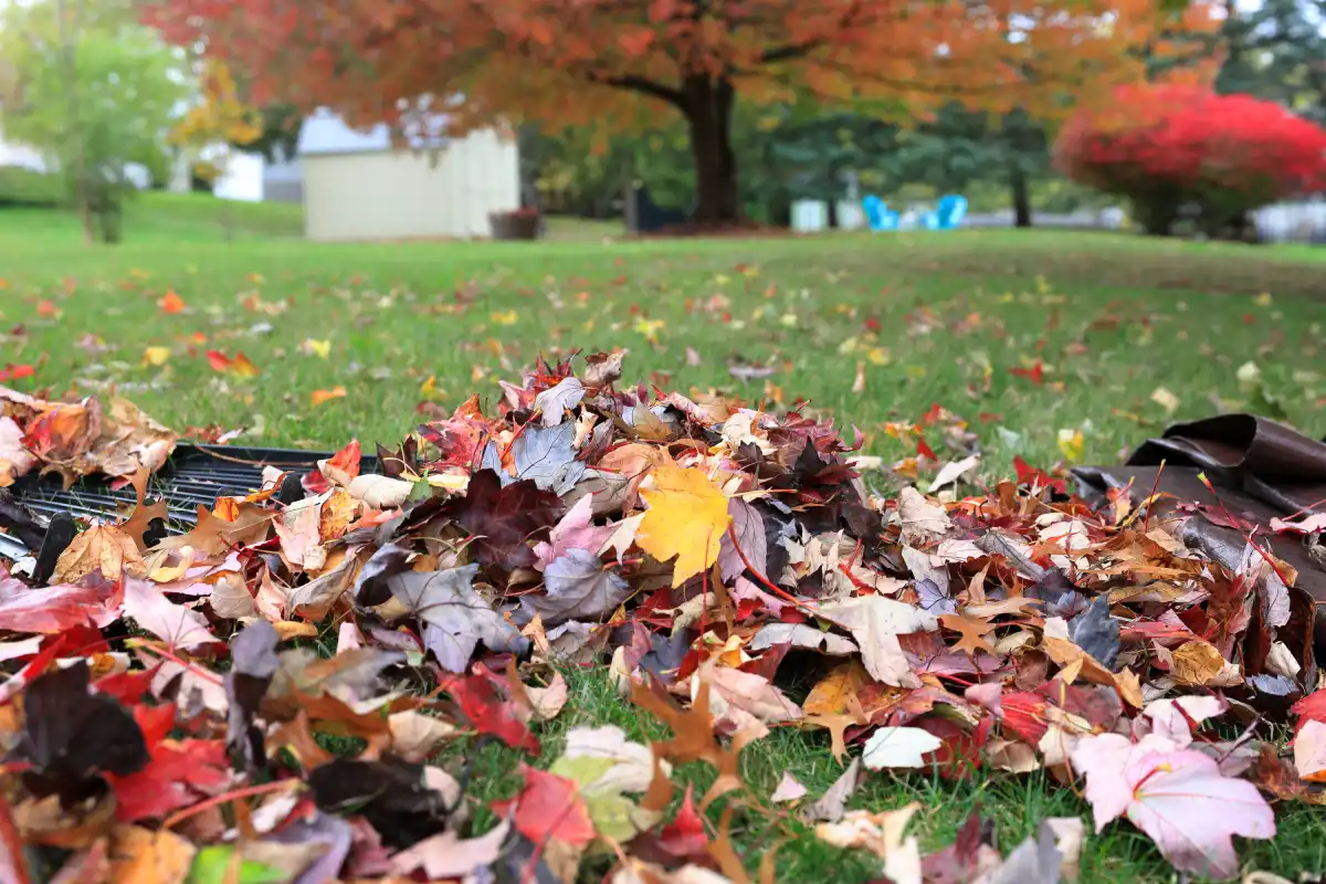 colorful autumn leaves piled on grass in backyard