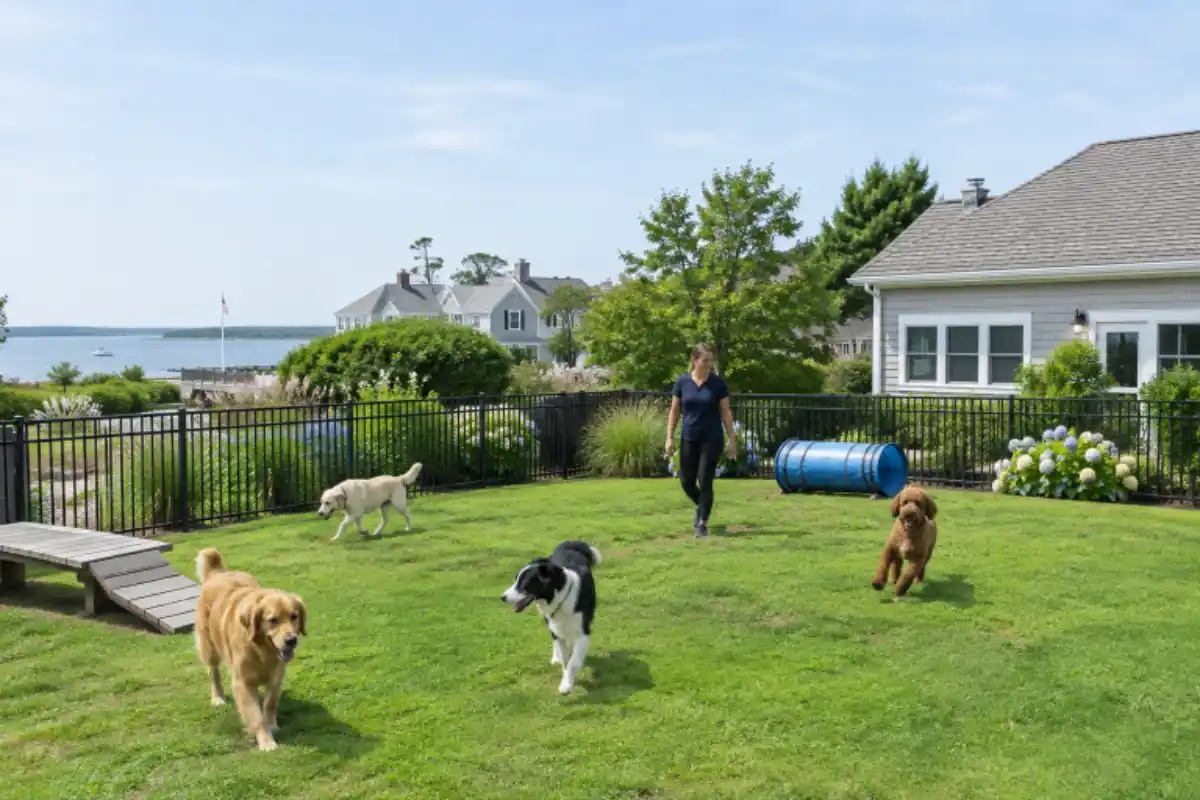 Safe boarding for dog
